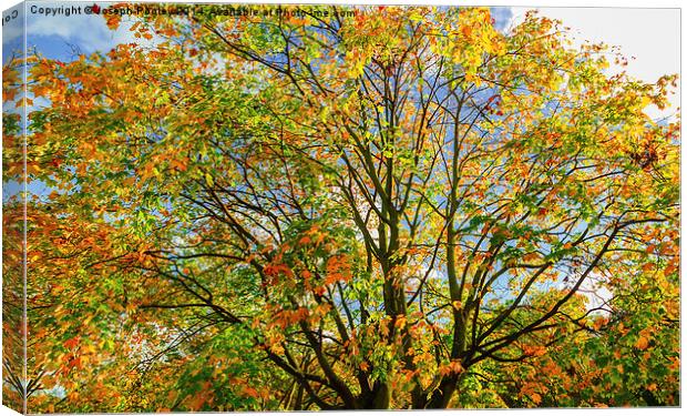  Autumn canopy Canvas Print by Joseph Pooley