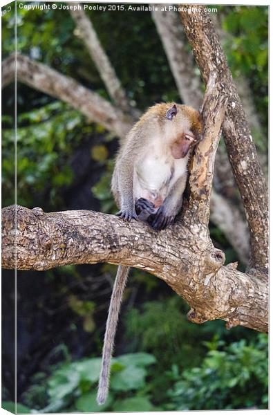  Thoughtful Macaque Canvas Print by Joseph Pooley