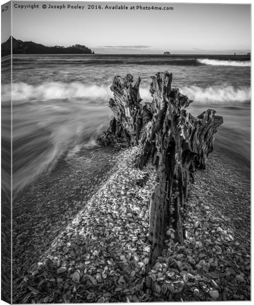 Driftwood Canvas Print by Joseph Pooley