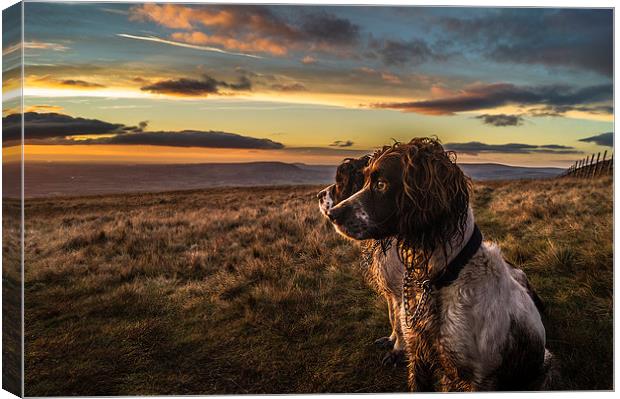  Springer Spaniels up Pendle Hill at sunset Canvas Print by Graham Pickavance