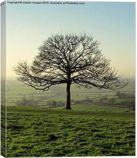  Bare Oak Tree Canvas Print by alastair morgan