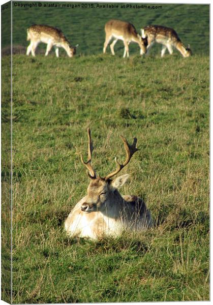  Lazy Stag Canvas Print by alastair morgan
