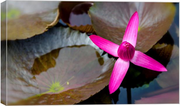  Water Lilly Canvas Print by Dave Rowlands