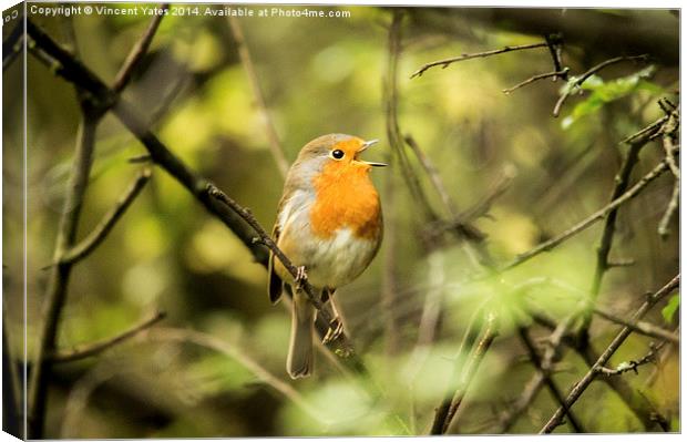  Singing Robin Canvas Print by Vincent Yates