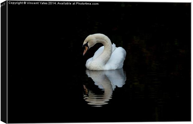  Swan reflective 3 Canvas Print by Vincent Yates