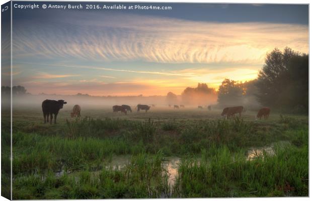 Moos in the Mist Canvas Print by Antony Burch