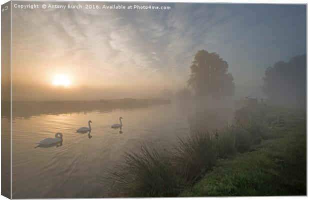 Stour Swans at Dawn Canvas Print by Antony Burch