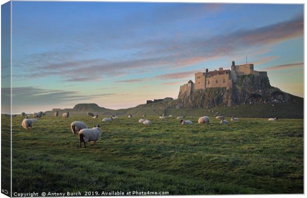 Holy island of Lindisfarne Canvas Print by Antony Burch