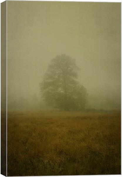 Morning haze Canvas Print by Piotr Tyminski