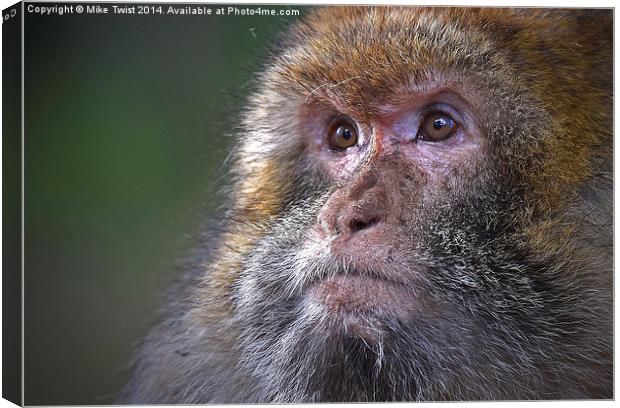 Barbary Macaque female Canvas Print by Mike Twist