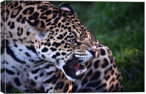 Jaguar warns off competition Canvas Print by Mike Twist