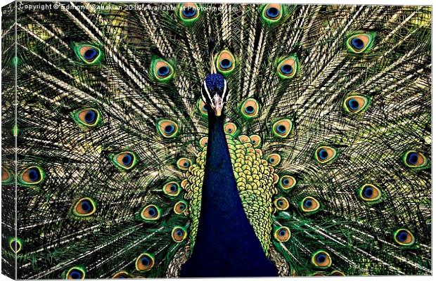  the Peacock Canvas Print by Edmond Sahakian