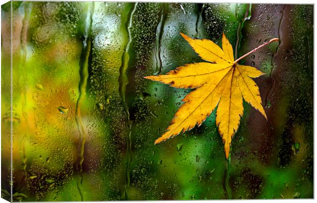 Fallen Leaf on Window Canvas Print by Dave Carroll