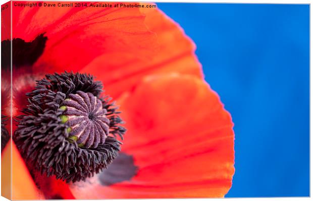 Close up of a Red Poppy Canvas Print by Dave Carroll