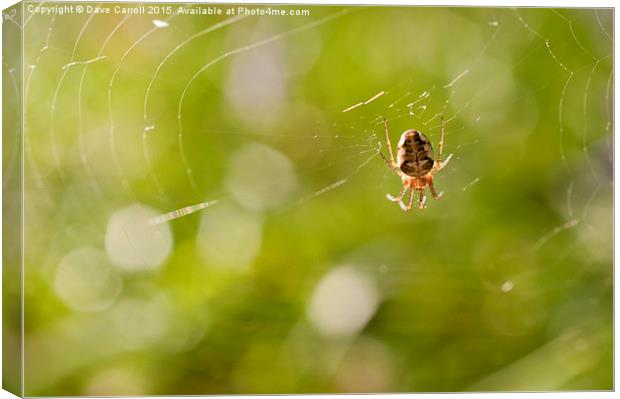 The webs we weave Canvas Print by Dave Carroll