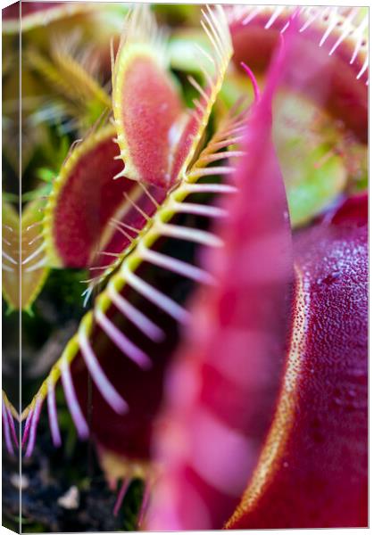Prickly Heat II Canvas Print by Dave Carroll