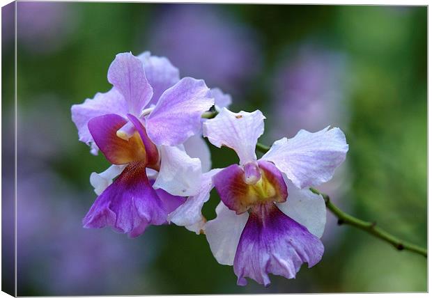  Orchids in Singapore Canvas Print by Jason Kerner