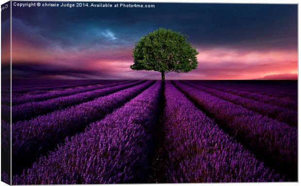  The Lavender field  Canvas Print by Heaven's Gift xxx68