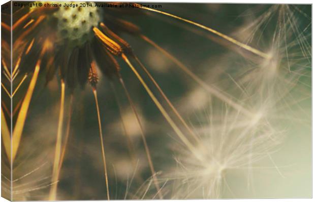  dandelion whispers  Canvas Print by Heaven's Gift xxx68