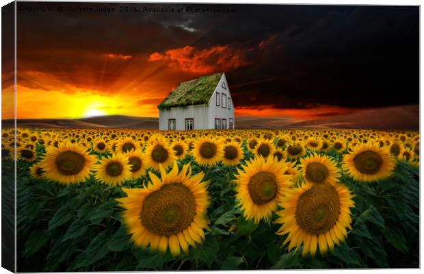 the  sunflower field  Canvas Print by Heaven's Gift xxx68