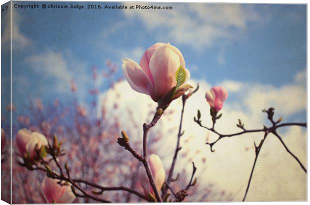 the magnolia tree  Canvas Print by Heaven's Gift xxx68