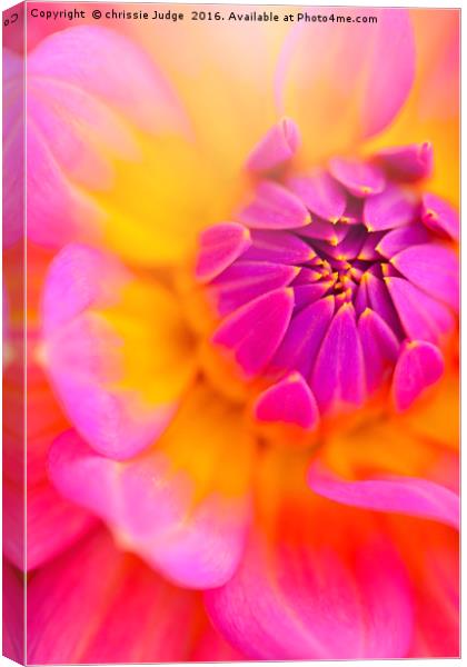 The Pink Dahila  Canvas Print by Heaven's Gift xxx68