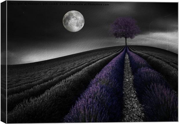 Lavender Hill Canvas Print by Heaven's Gift xxx68
