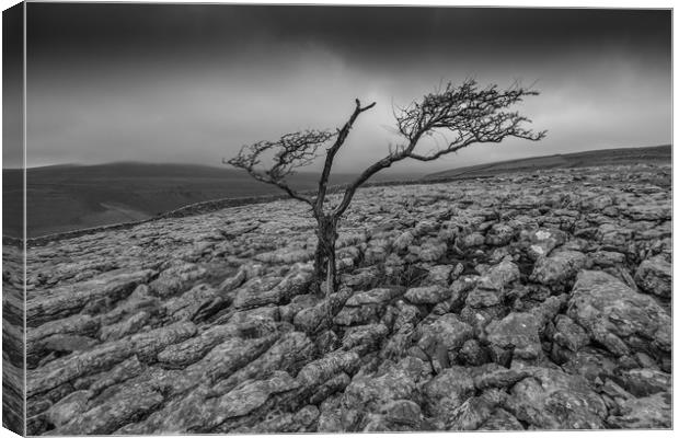 Old campaigner Canvas Print by Jonathon barnett