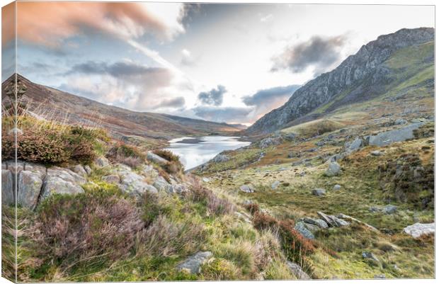 Winter heather Canvas Print by Jonathon barnett