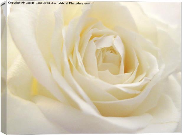  White Rose Canvas Print by Louise Lord