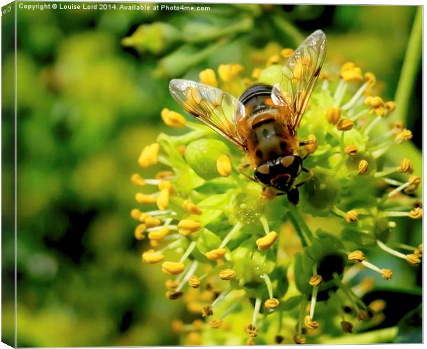  Bee/Hoverfly Canvas Print by Louise Lord