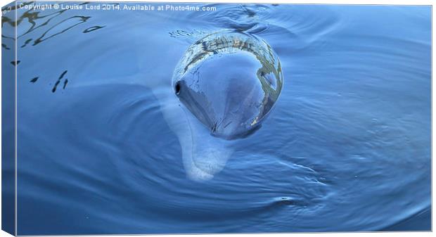  Nosey the Dolphin Canvas Print by Louise Lord