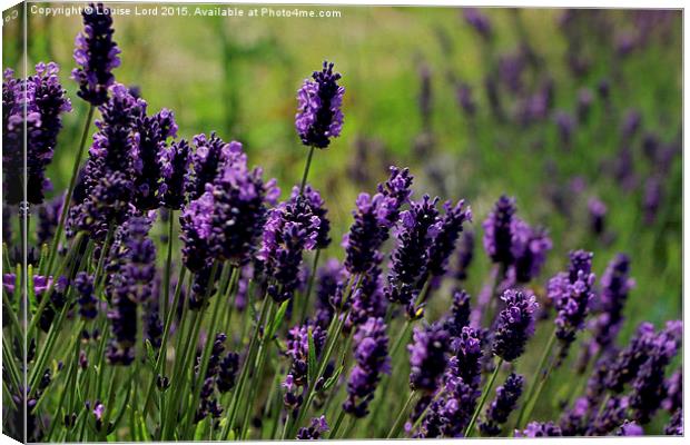 Lavender Canvas Print by Louise Lord