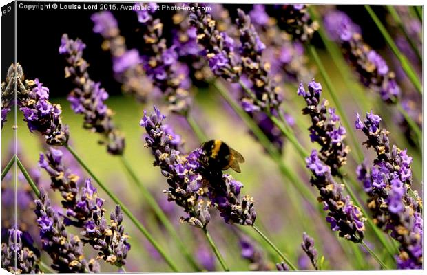  Bee In Lavender Canvas Print by Louise Lord