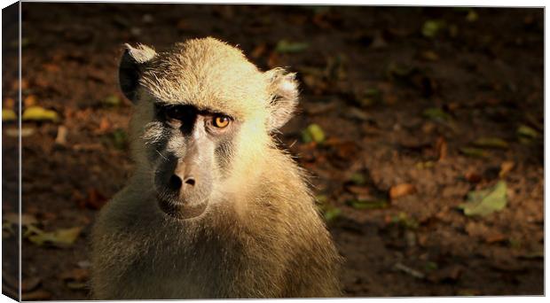 Baboon Canvas Print by Louise Lord