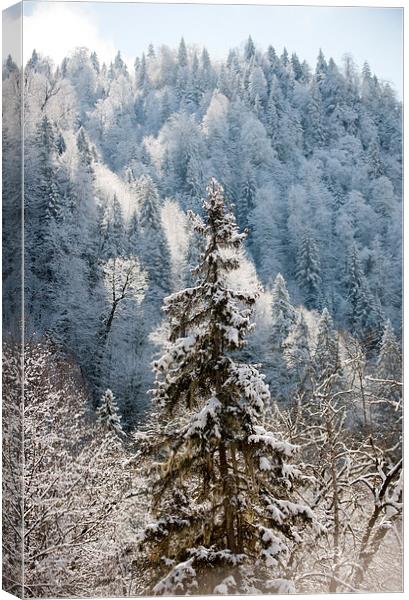  Winter beauty  Canvas Print by Gouzel Liddle