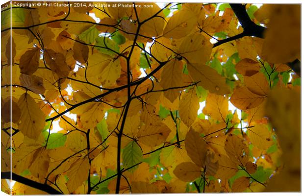  Autumn Leaves Canvas Print by Phil Clarkson