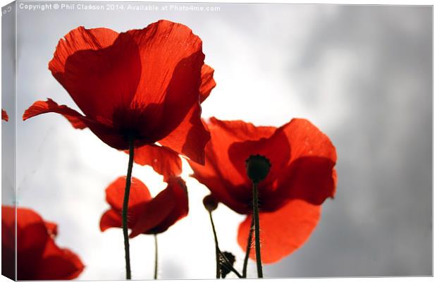 Poppies Canvas Print by Phil Clarkson