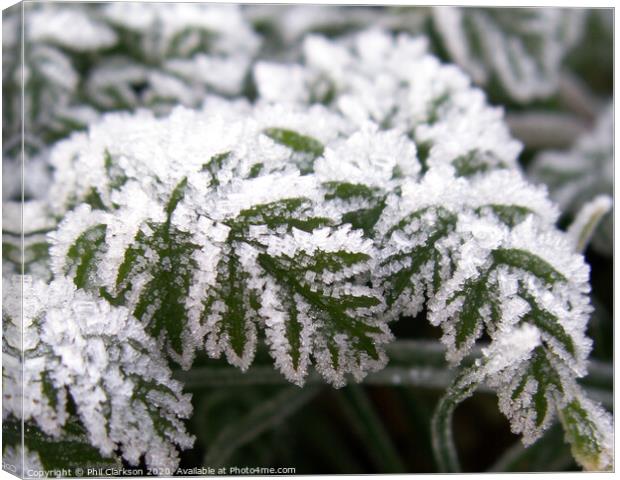 Frosty Leaves Canvas Print by Phil Clarkson