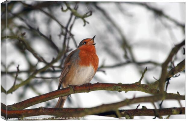 Robin Singing in Tree Canvas Print by Phil Clarkson