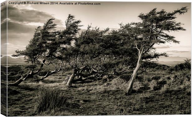 Windswept trees Canvas Print by Richard Wilson