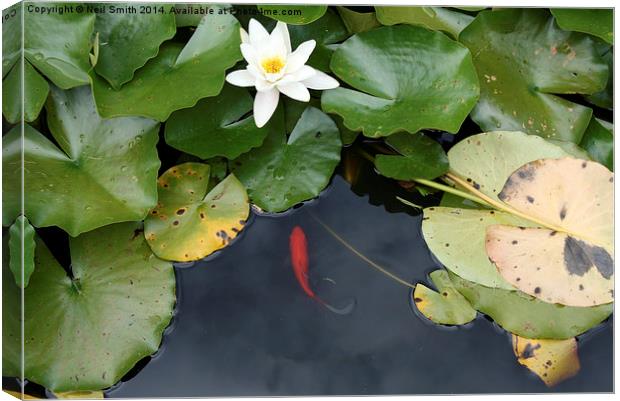  Water Lilly and Fish Canvas Print by Neil Smith