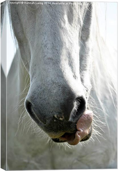  Horse Nose Canvas Print by Hannah Laing