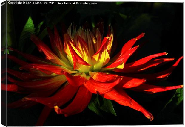  The Fire Of The Dahlia Canvas Print by Sonja McAlister