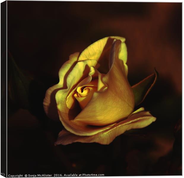 In Gold Canvas Print by Sonja McAlister
