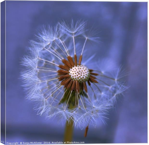 Dandelion Seed Head II Canvas Print by Sonja McAlister