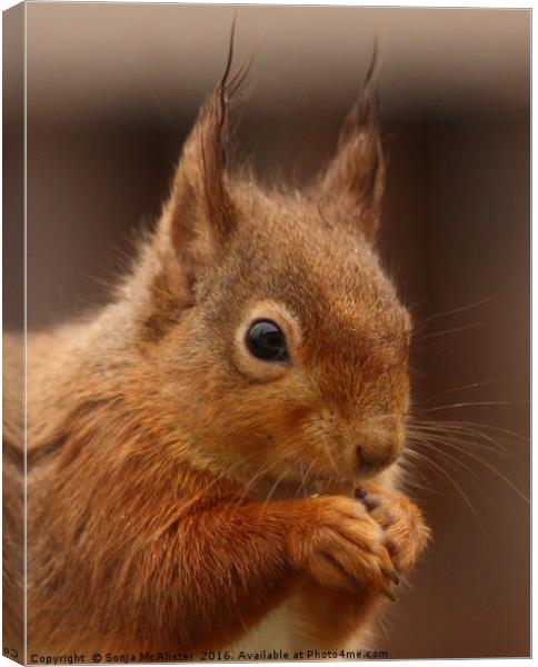 Red Squirrel I Canvas Print by Sonja McAlister