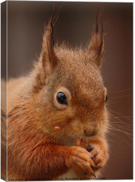 Red Squirrel III Canvas Print by Sonja McAlister