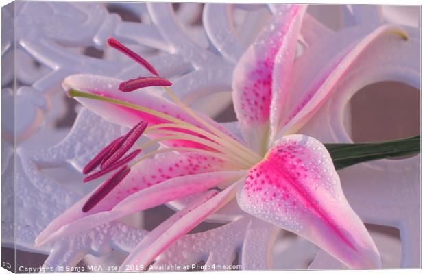 Lily on the table Canvas Print by Sonja McAlister