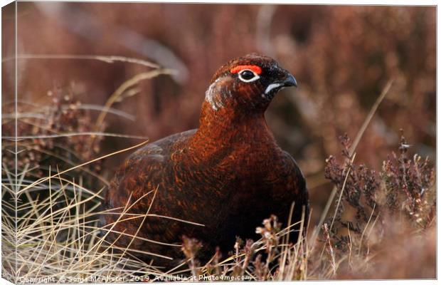 Red Grouse in Heather Canvas Print by Sonja McAlister